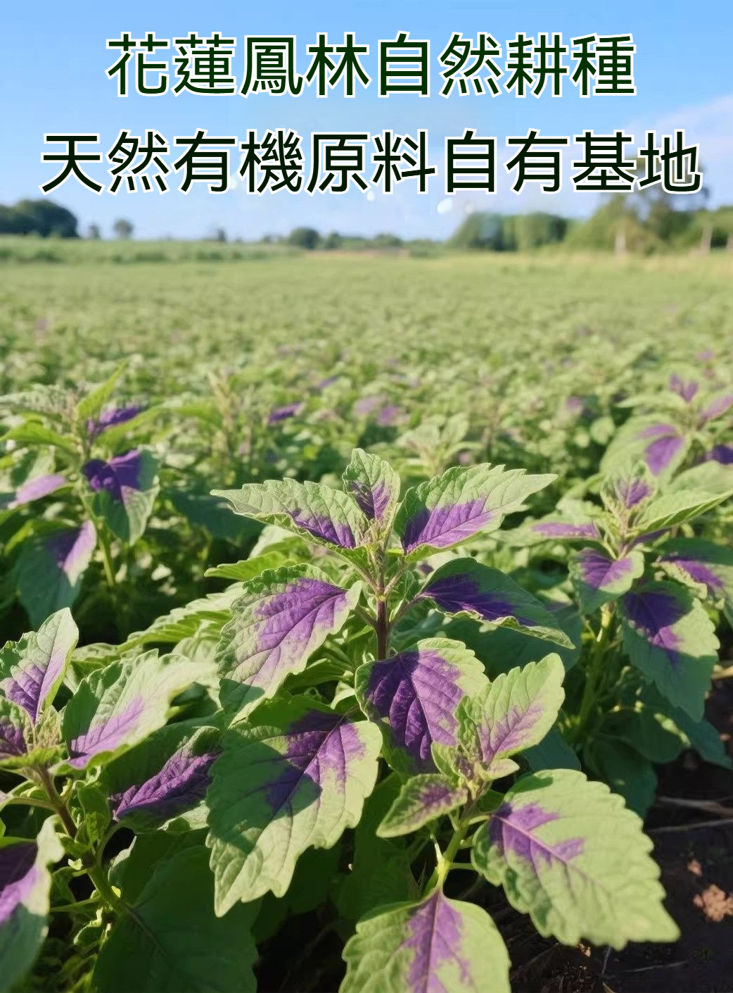 1782312537903657.jpg 2026junpmaab6c924e6f53cbd4f37791.jpg